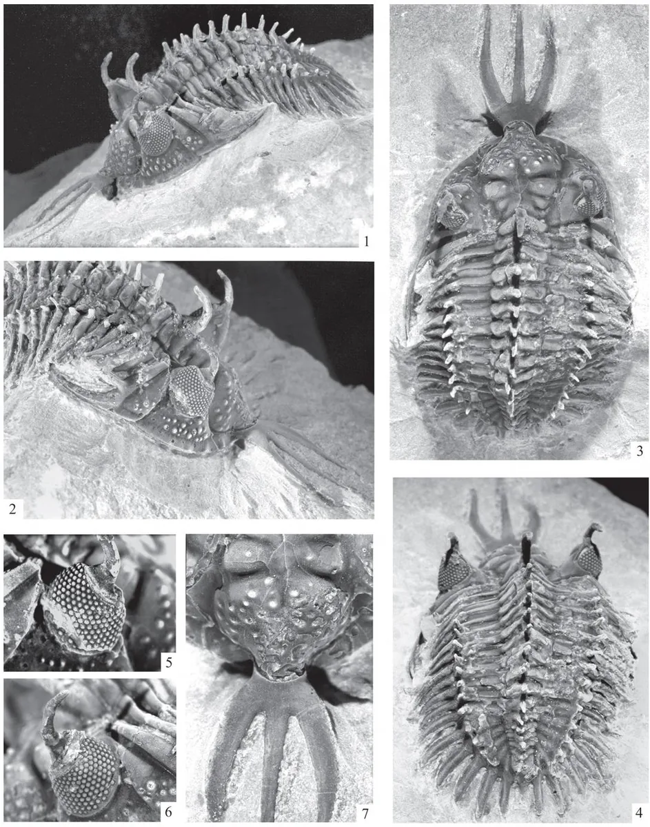 Walliserops tridens