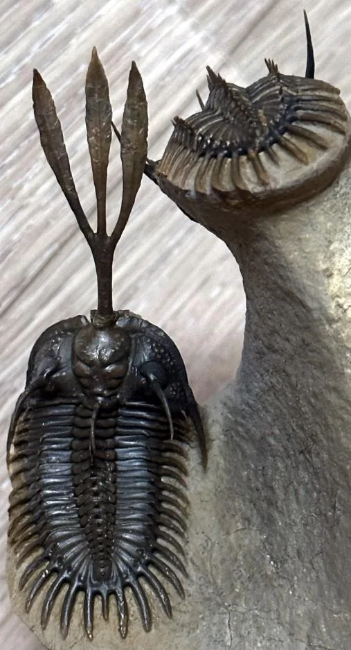 Walliserops trifurcatus — photo 3