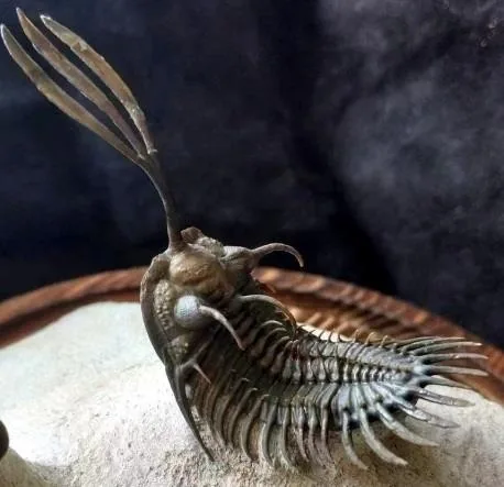 Walliserops trifurcatus — photo 4