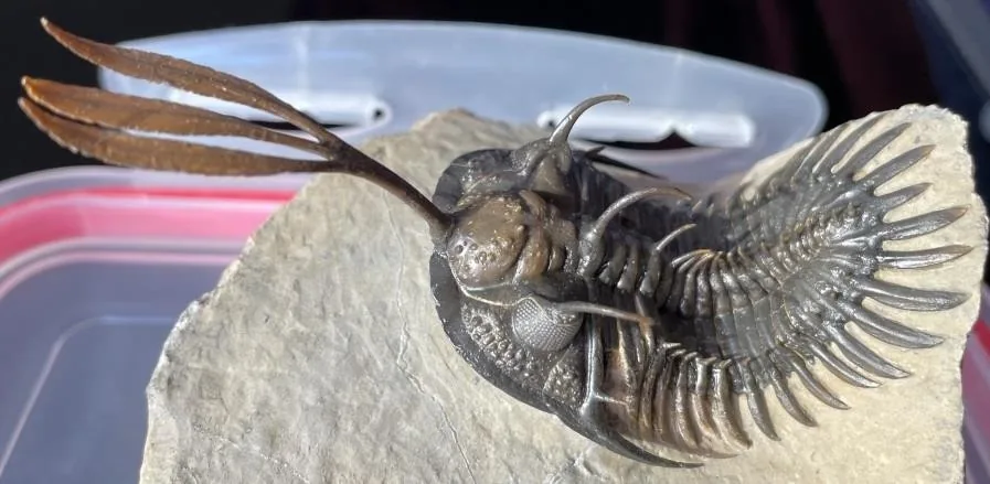 Walliserops trifurcatus — photo 5