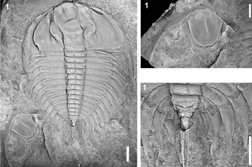 Wanneria cranbrookense