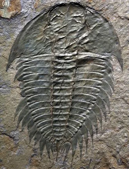 Wanneria cranbrookense — photo 2