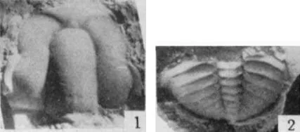 Wanshania wanshanensis