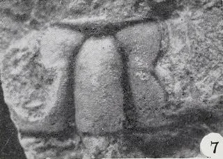 Wanshania wanshanensis — photo 3