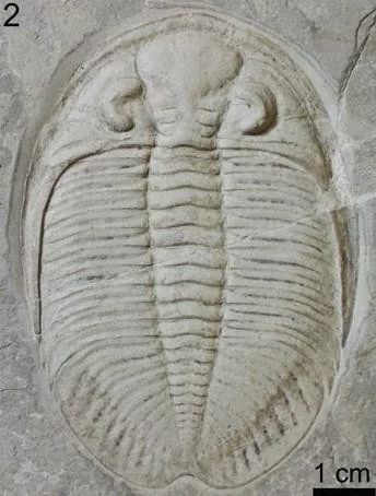 Waukeshaaspis eatonae
