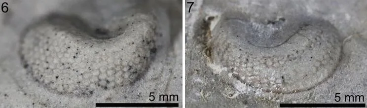Waukeshaaspis eatonae — photo 3