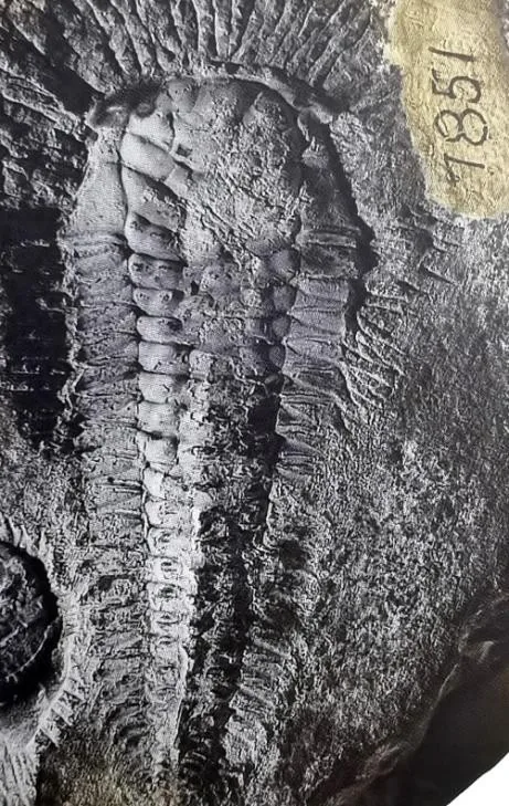 Westergaardites pelturaeformis