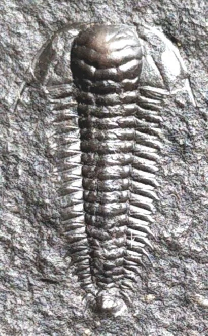 Westergaardites pelturaeformis — photo 3