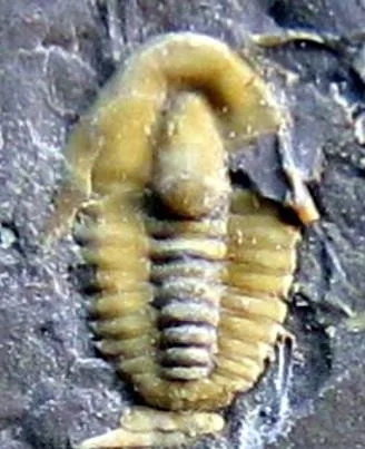 Wongia acalle — photo 3