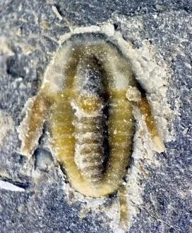 Wongia acalle — photo 5