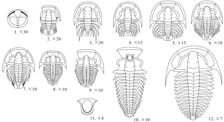 Wutingaspis malungensis — photo 2