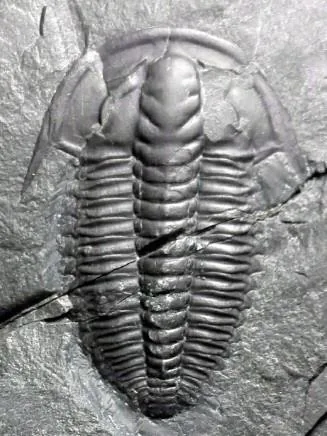 Wutingaspis malungensis — photo 3