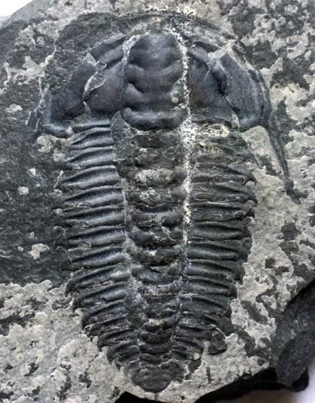 Wutingaspis malungensis — photo 4