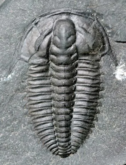 Wutingaspis malungensis — photo 5