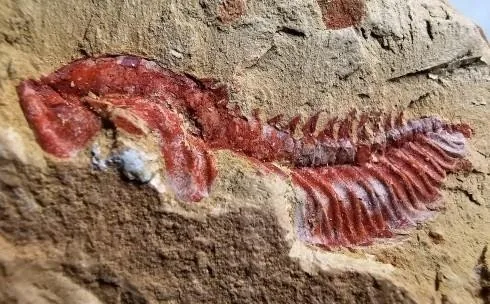 Wutingaspis tingi — photo 3