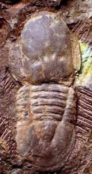 Xenocyclopyge radiata — photo 4