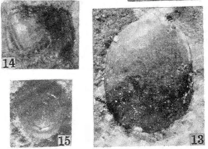 Yakutiana dubium