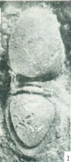 Yakutiana ovale
