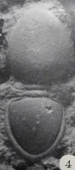 Yakutiana ovale — photo 3