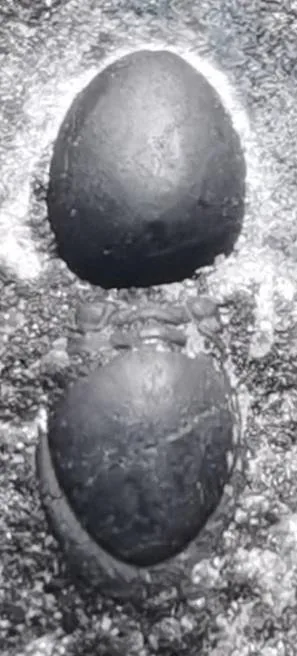 Yakutiana ovale — photo 4