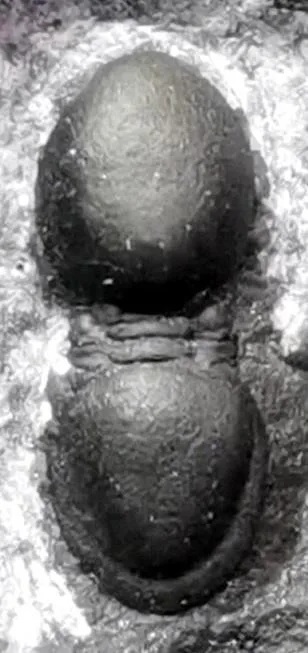 Yakutiana ovale — photo 5