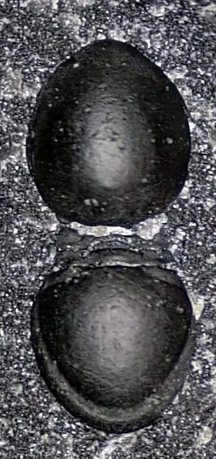 Yakutiana ovale — photo 6