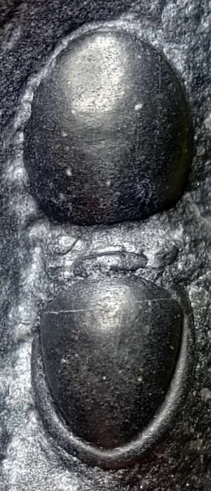 Yakutiana ovale — photo 7