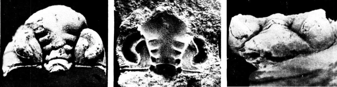 Yanhaoia huayinshanensis