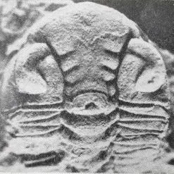 Yanhaoia huayinshanensis — photo 3