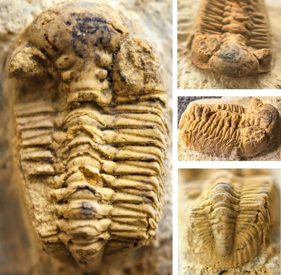 Yanhaoia huayinshanensis — photo 4