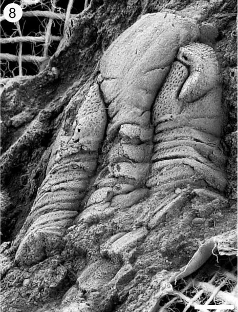 Yanhaoia wynnei