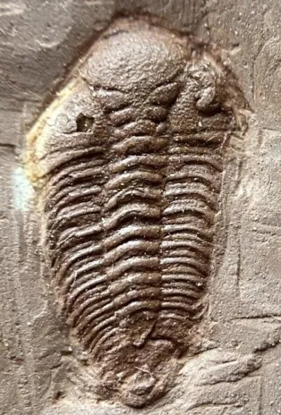 Yanhaoia wynnei — photo 2
