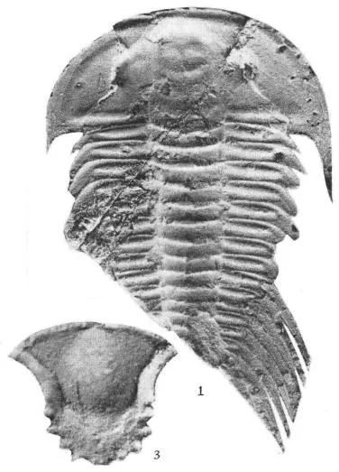 Yiliangella forficula