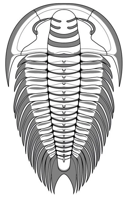 Yiliangella forficula — photo 2