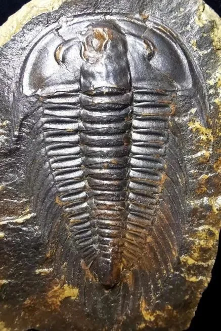 Yiliangella forficula — photo 3
