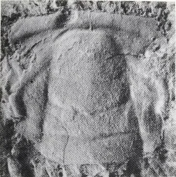 Yinites malongensis