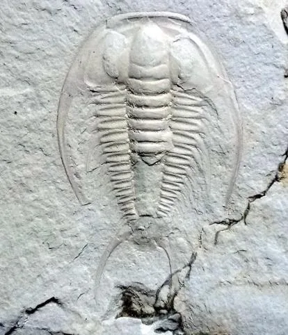 Yinites malongensis — photo 3