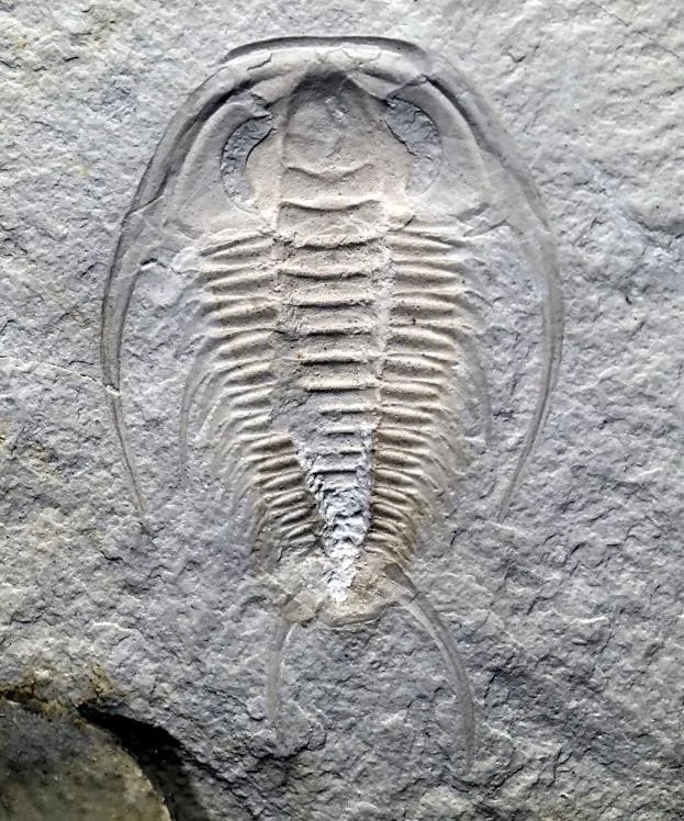 Yinites malongensis — photo 4