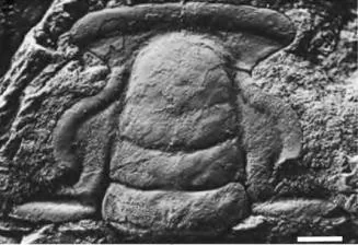 Yinites typicalis