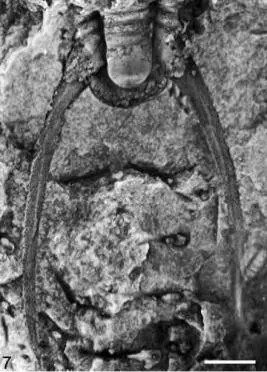 Yinites typicalis — photo 2