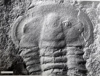Yunnanocephalus yunnanensis