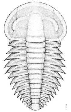 Yunnanocephalus yunnanensis — photo 2