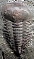 Yunnanocephalus yunnanensis — photo 4