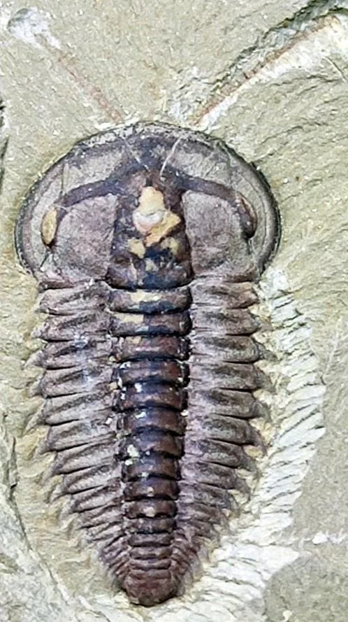 Yunnanocephalus yunnanensis — photo 5
