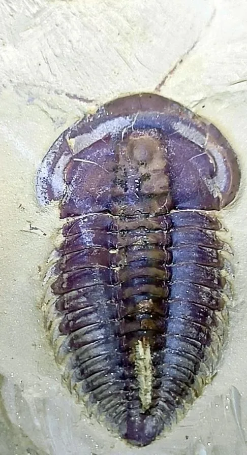Yunnanocephalus yunnanensis — photo 6