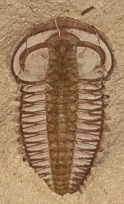 Yunnanocephalus yunnanensis — photo 7