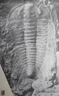 Zhangshania typica