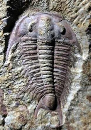 Zhangshania typica — photo 8
