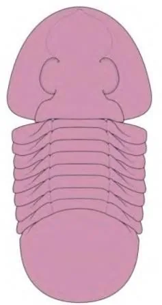 Zhiyia sp.