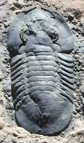 Zhiyia sp. — photo 2
